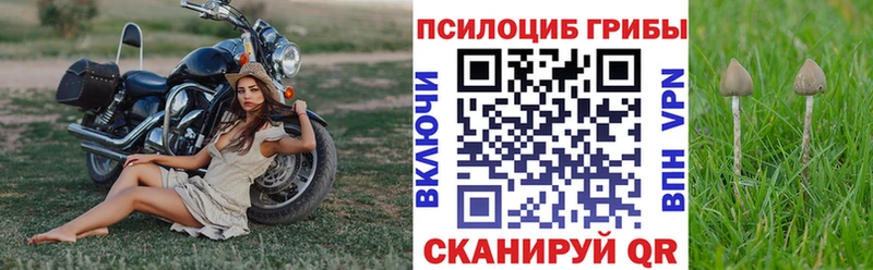 Купить  Судак  Галлюциногенные грибы GOLDEN TEACHER 